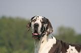 DOGUE ALLEMAND 546